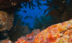 Coral Sub TÃ©nÃ©rife site de plongÃ©e Coral negro