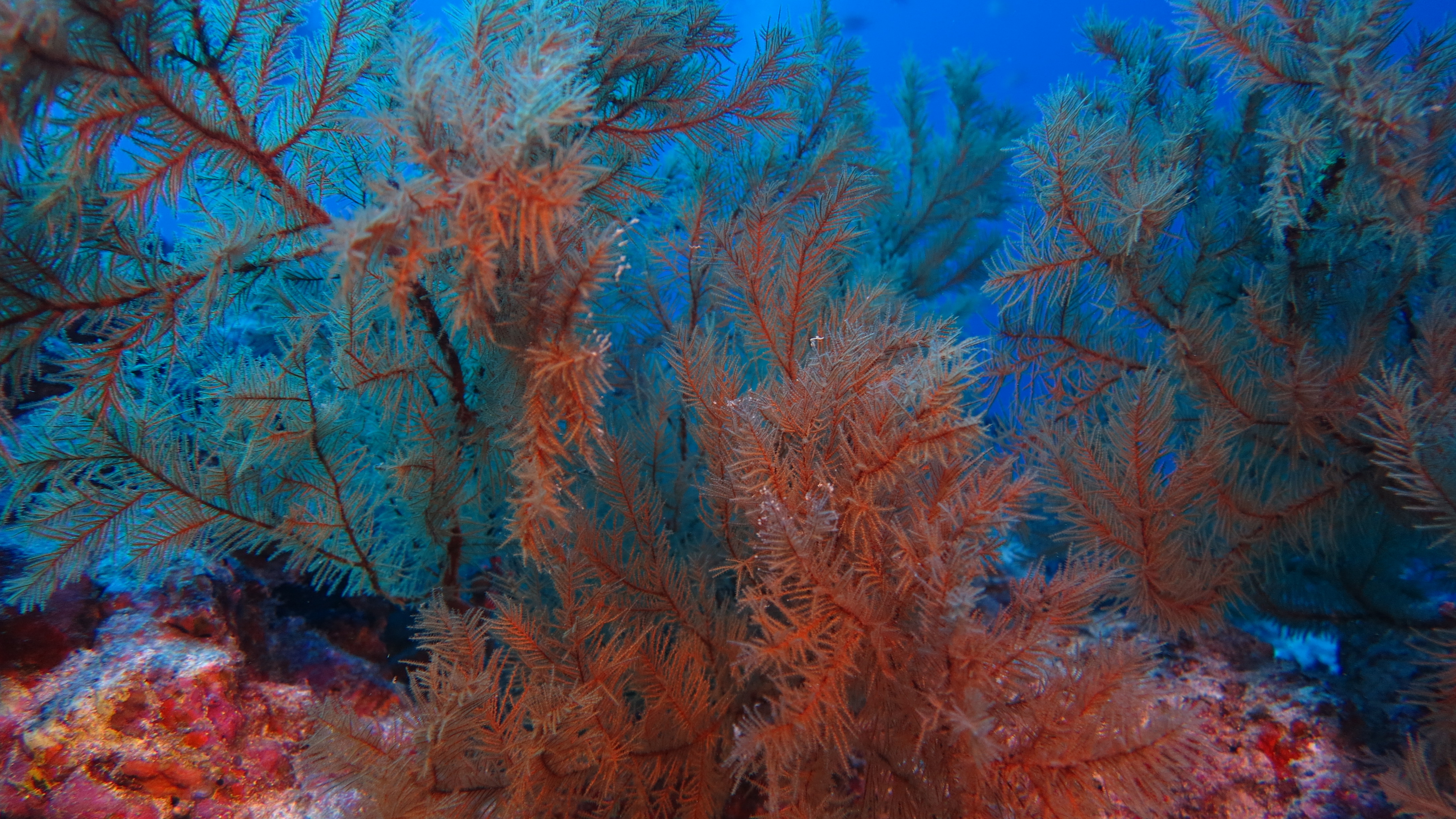 CoralSub — photo 3