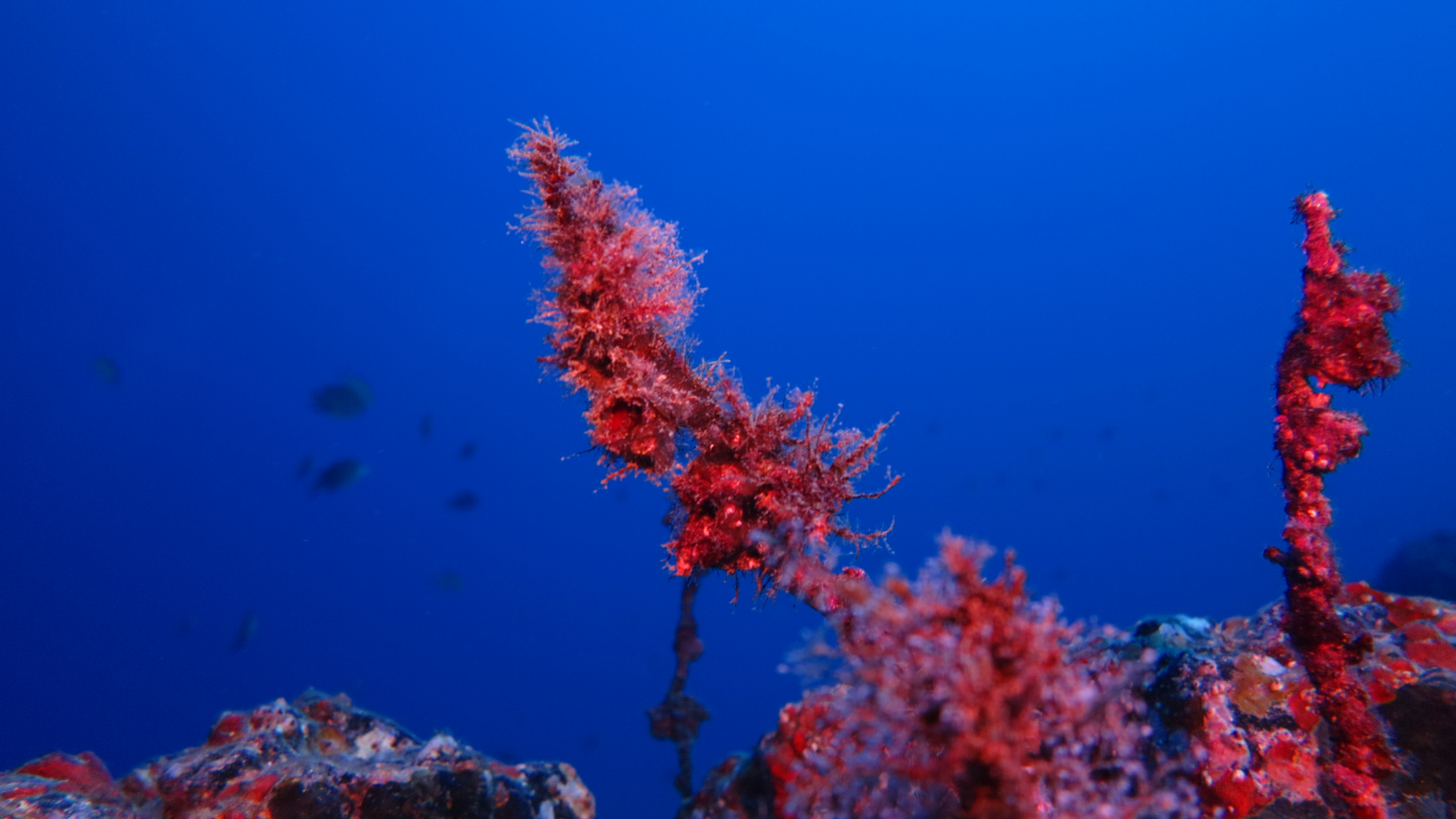 CoralSub — photo 4