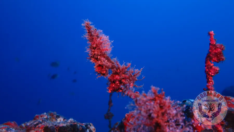 CoralSub — photo 4