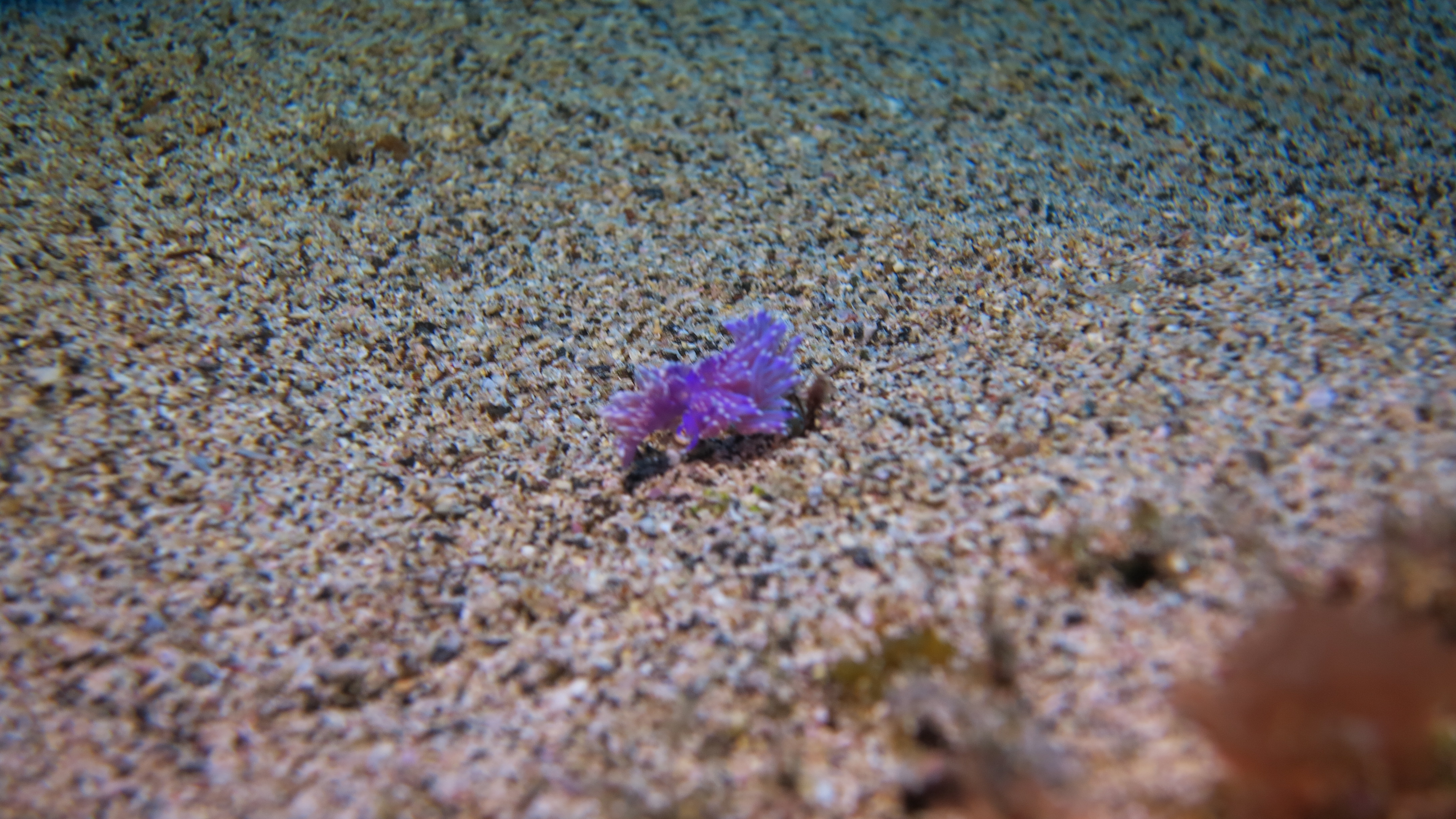 CoralSub — photo 5
