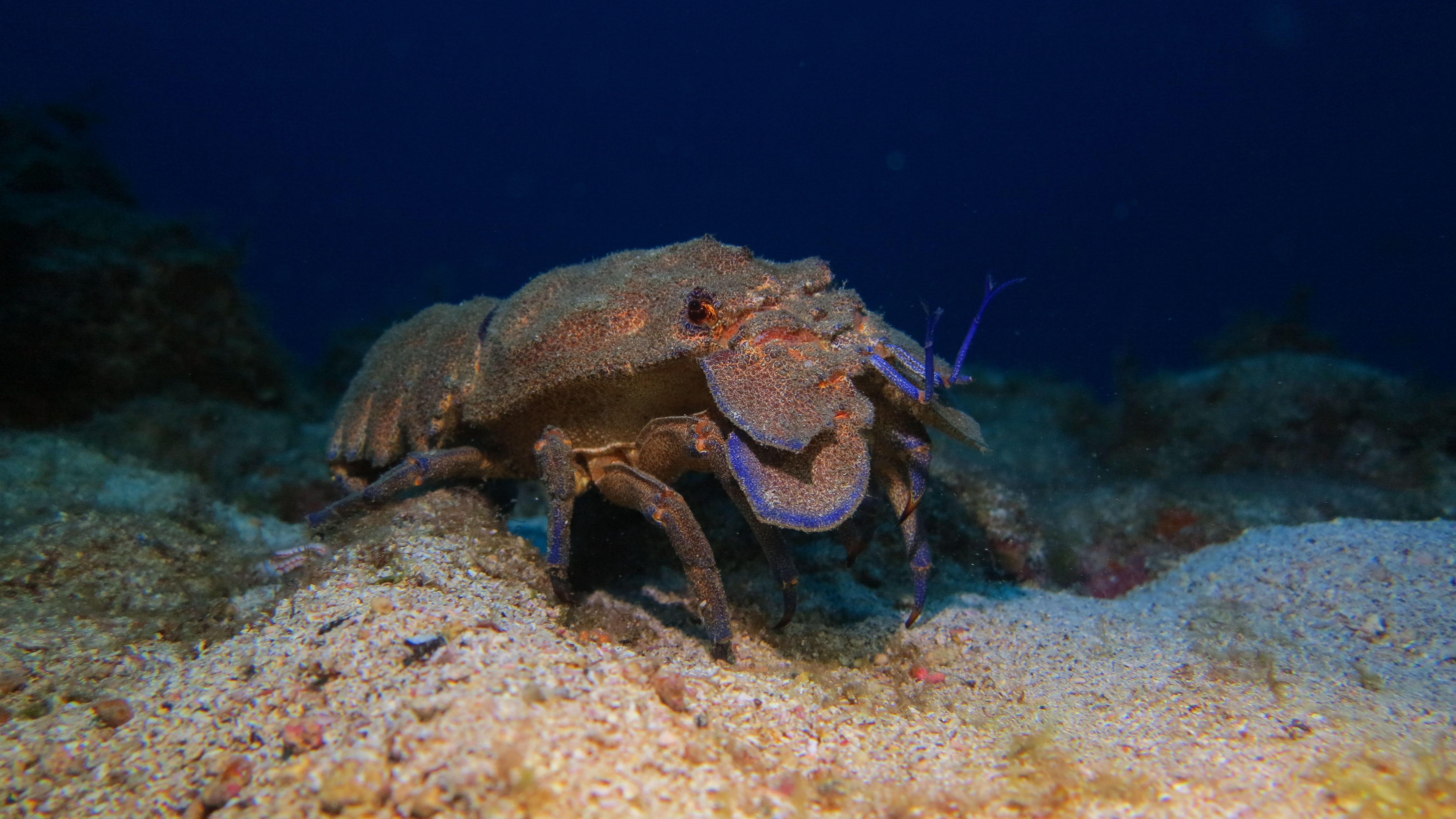 CoralSub — photo 7