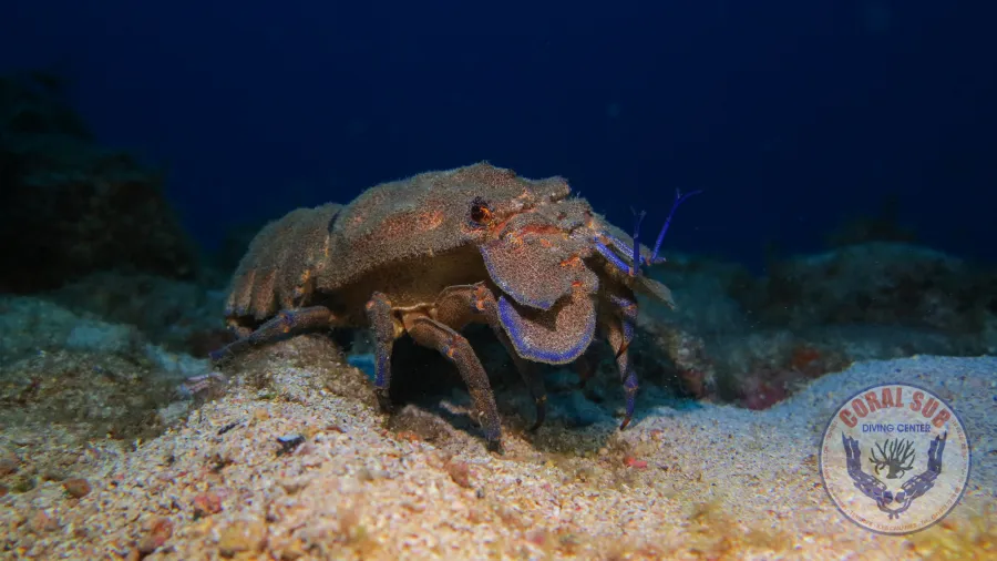 Galerie CoralSub