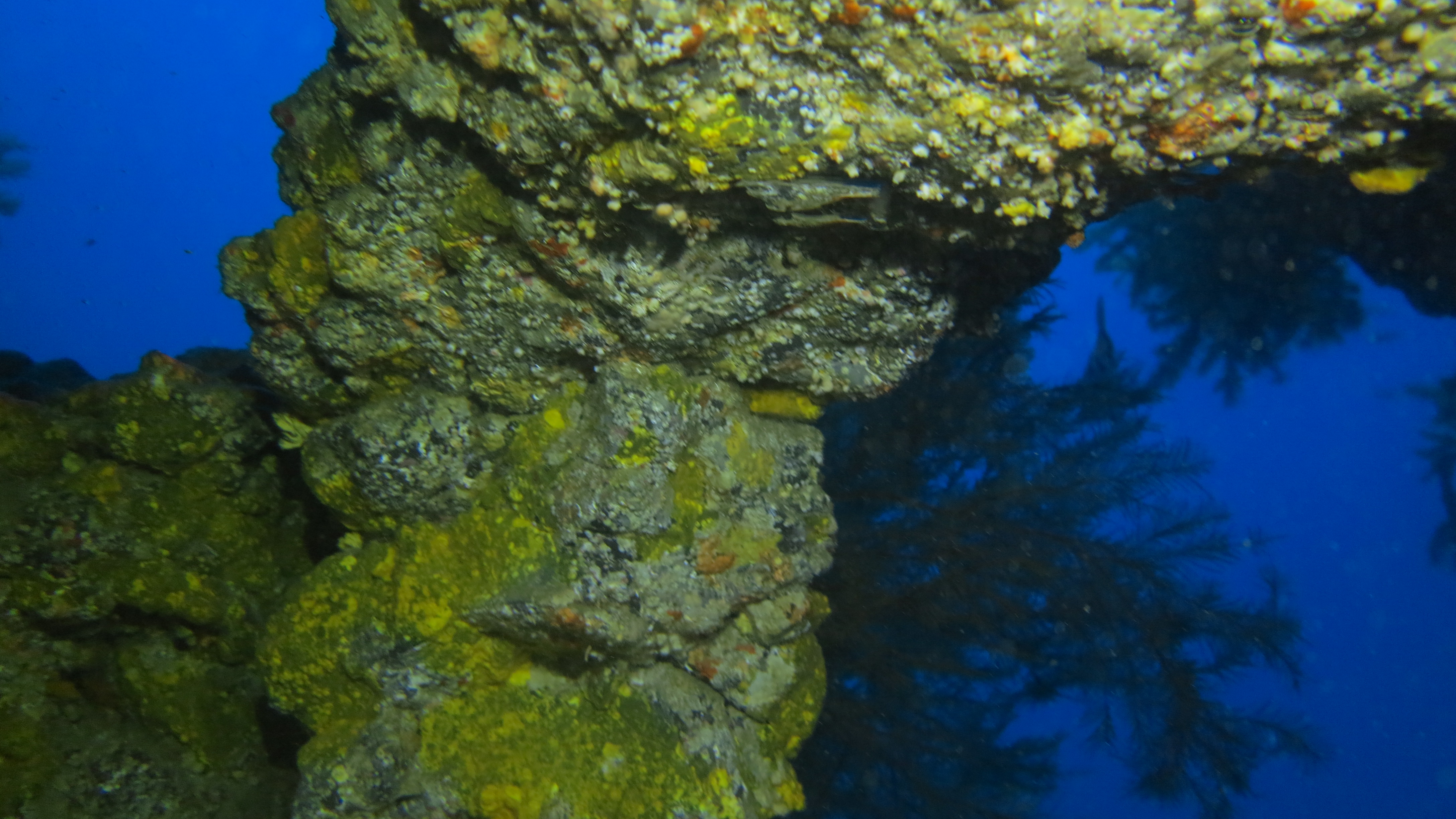 CoralSub — photo 8