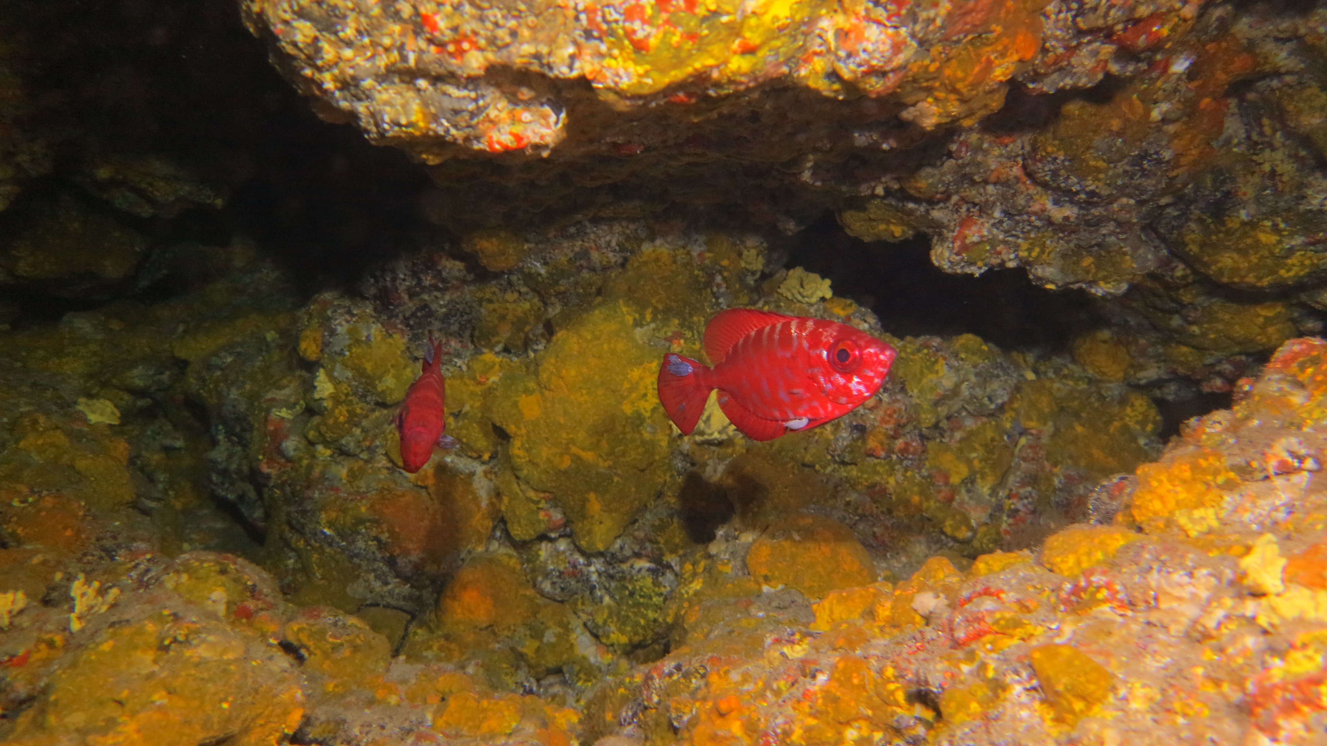 CoralSub — photo 9