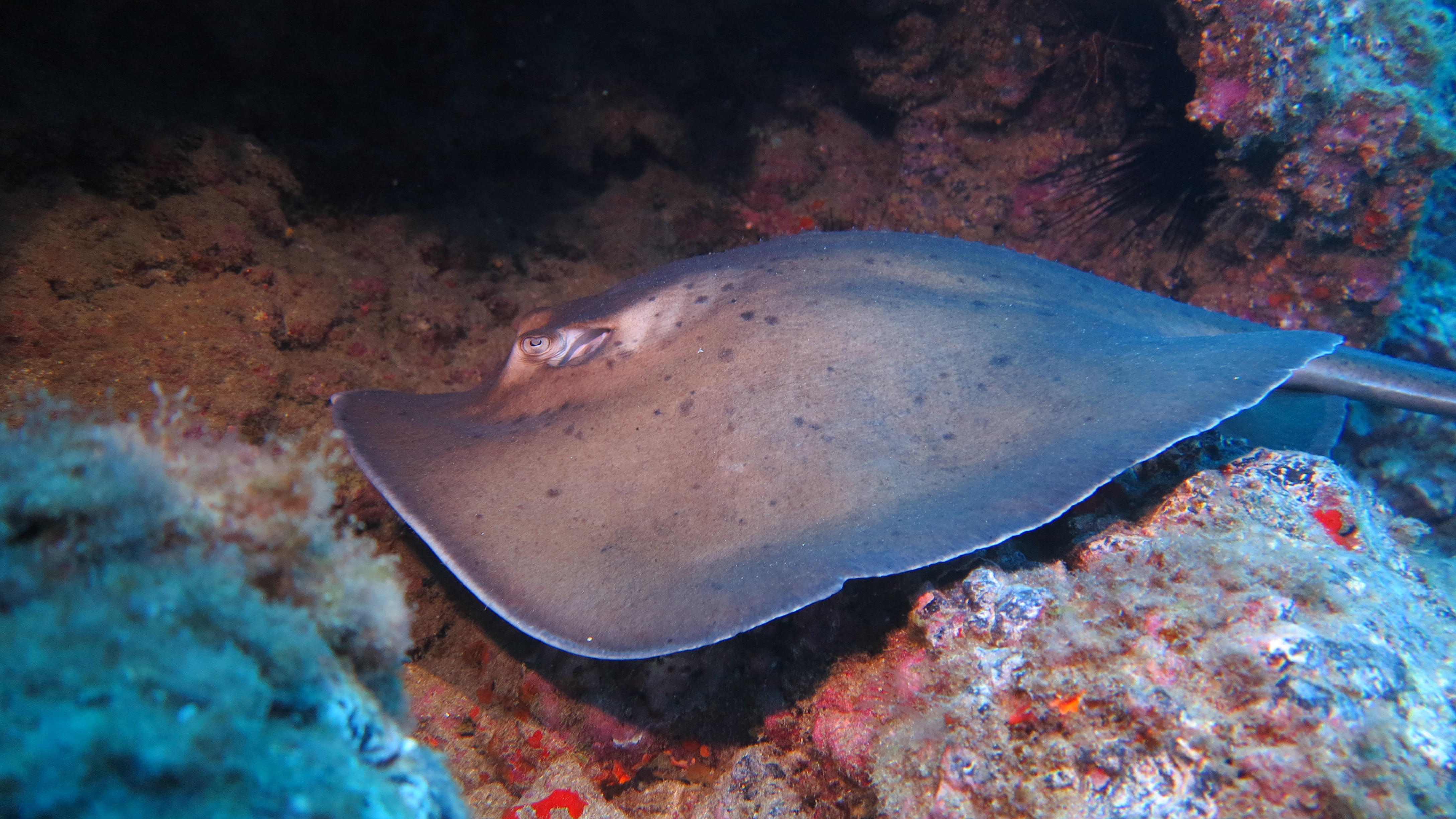 CoralSub — photo 10