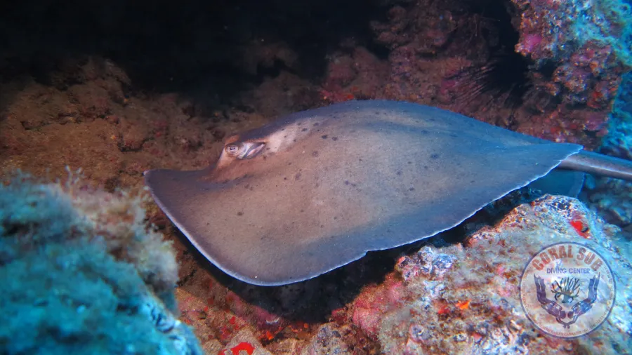 Galerie CoralSub