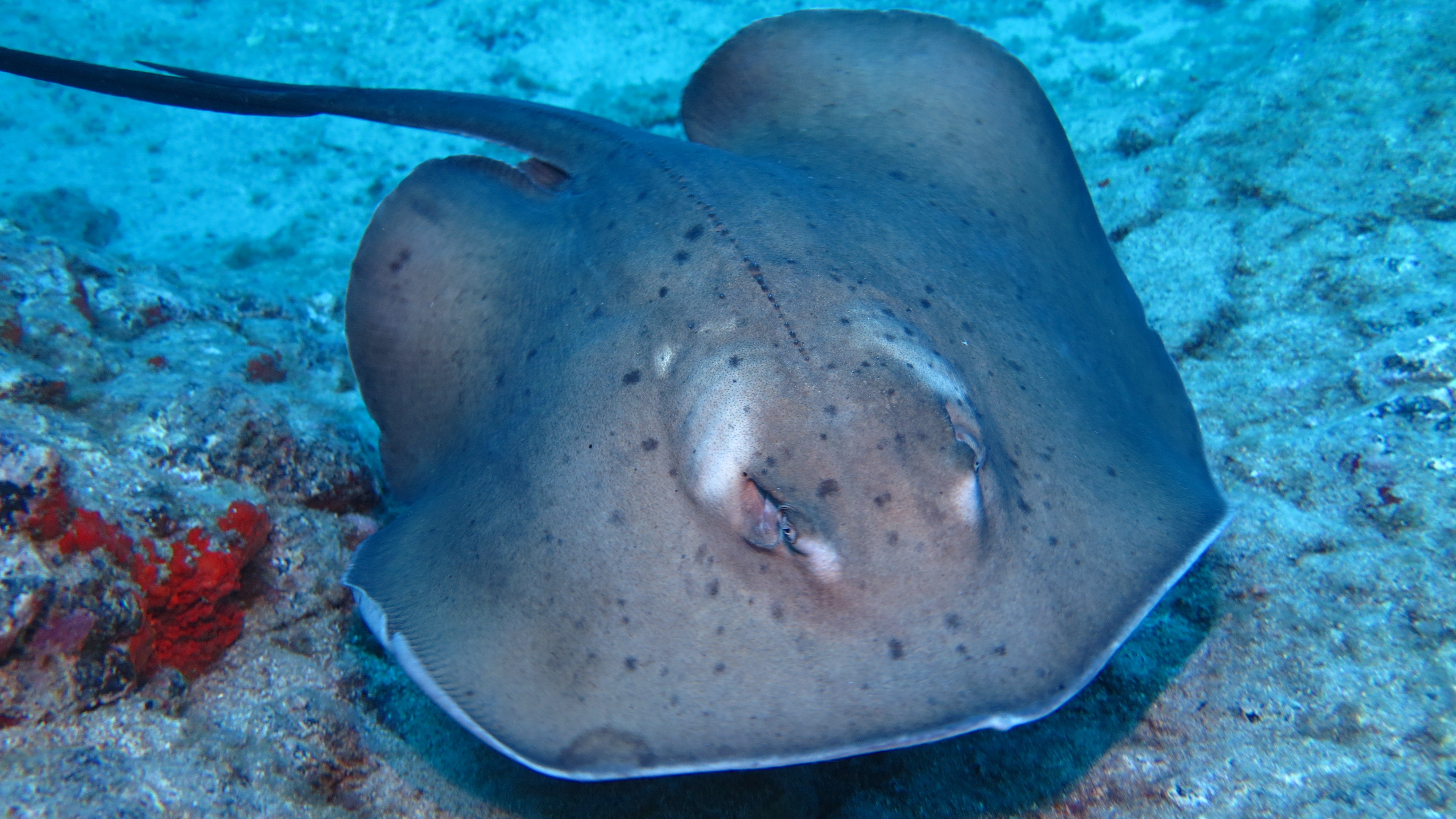 CoralSub — photo 12