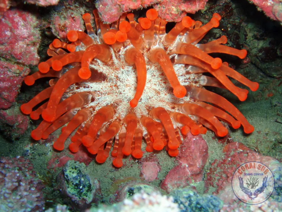 Galerie CoralSub