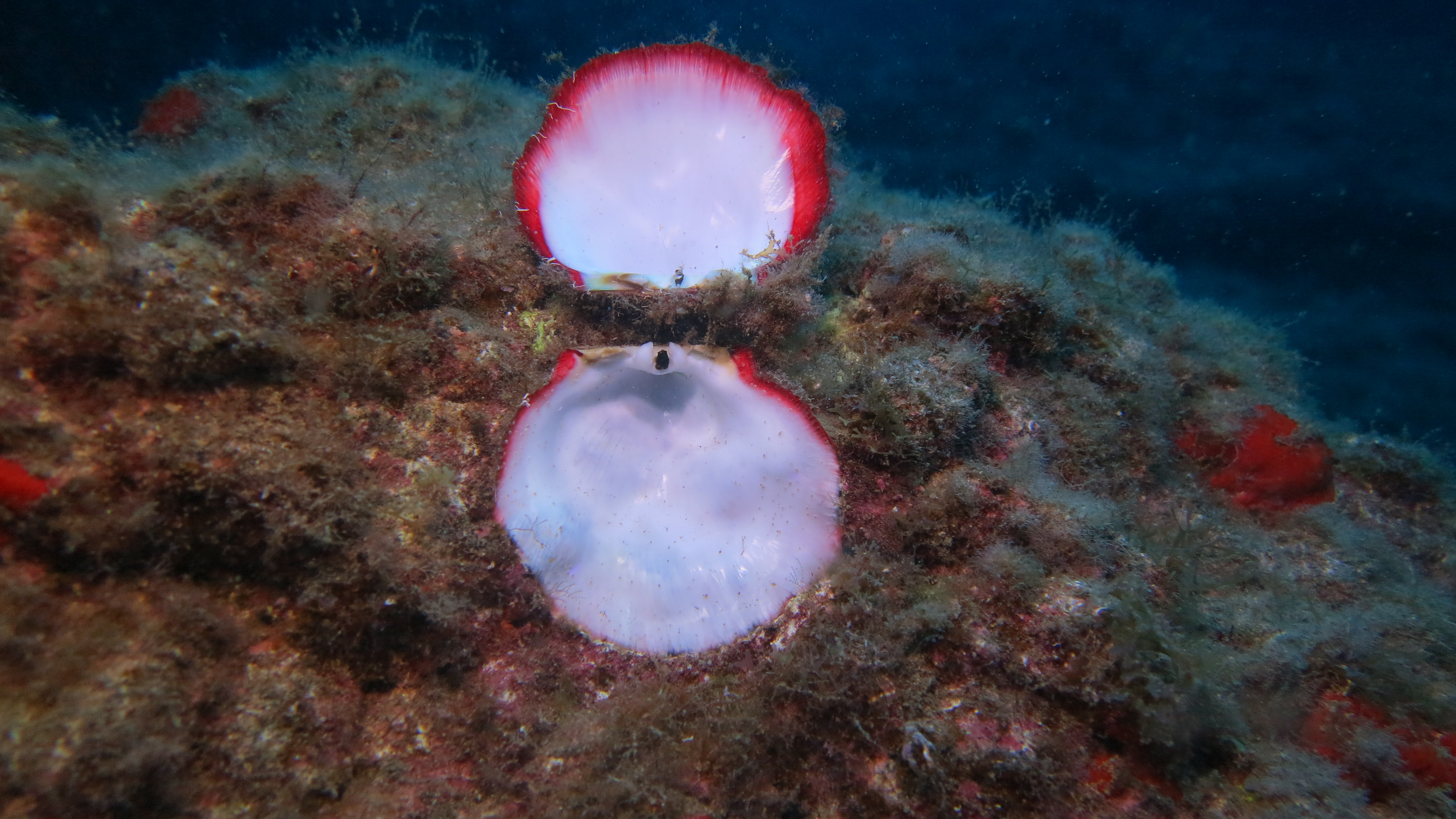 CoralSub — photo 17