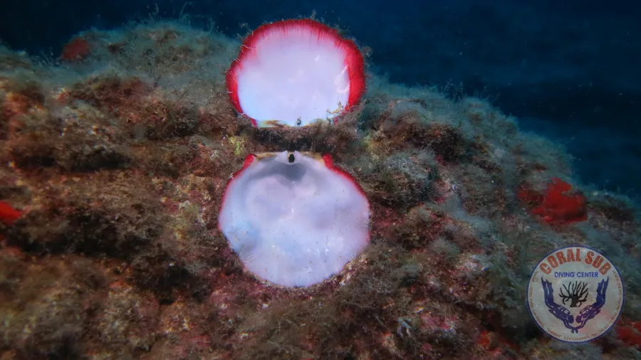 Galerie CoralSub