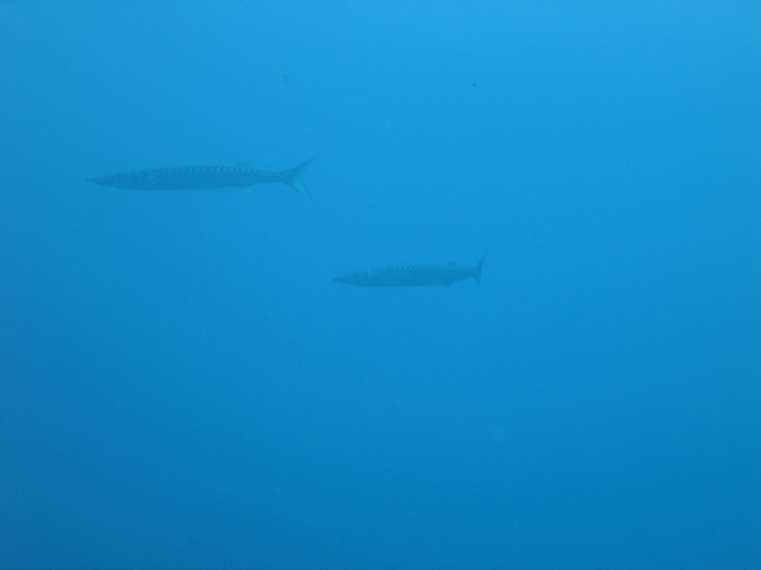CoralSub — photo 18