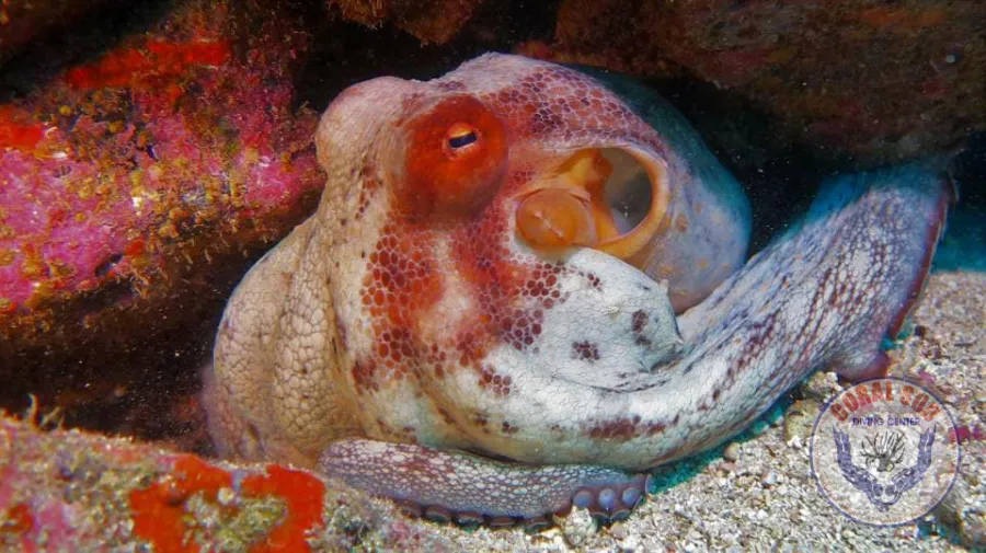Galerie CoralSub