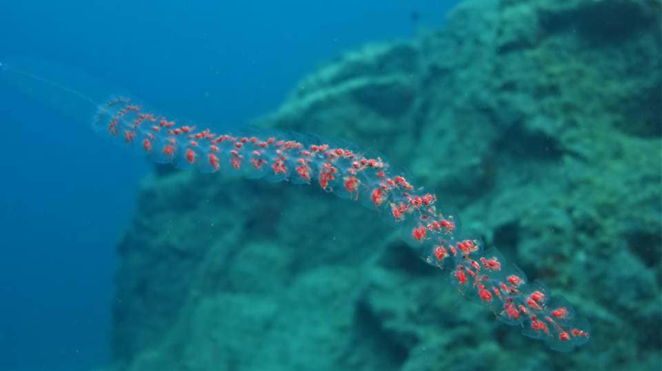 CoralSub — photo 21