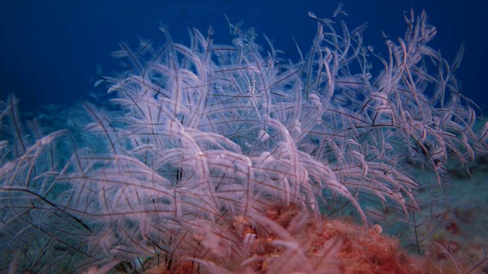 CoralSub — photo 25
