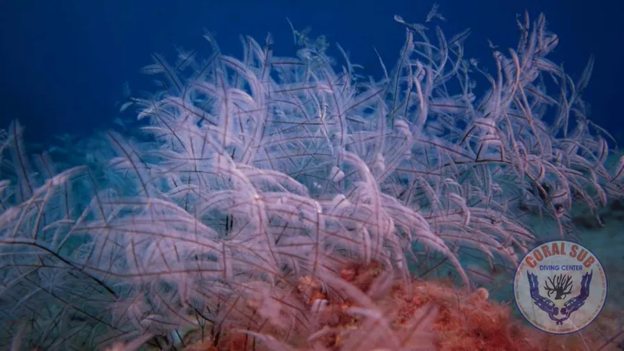 Galerie CoralSub