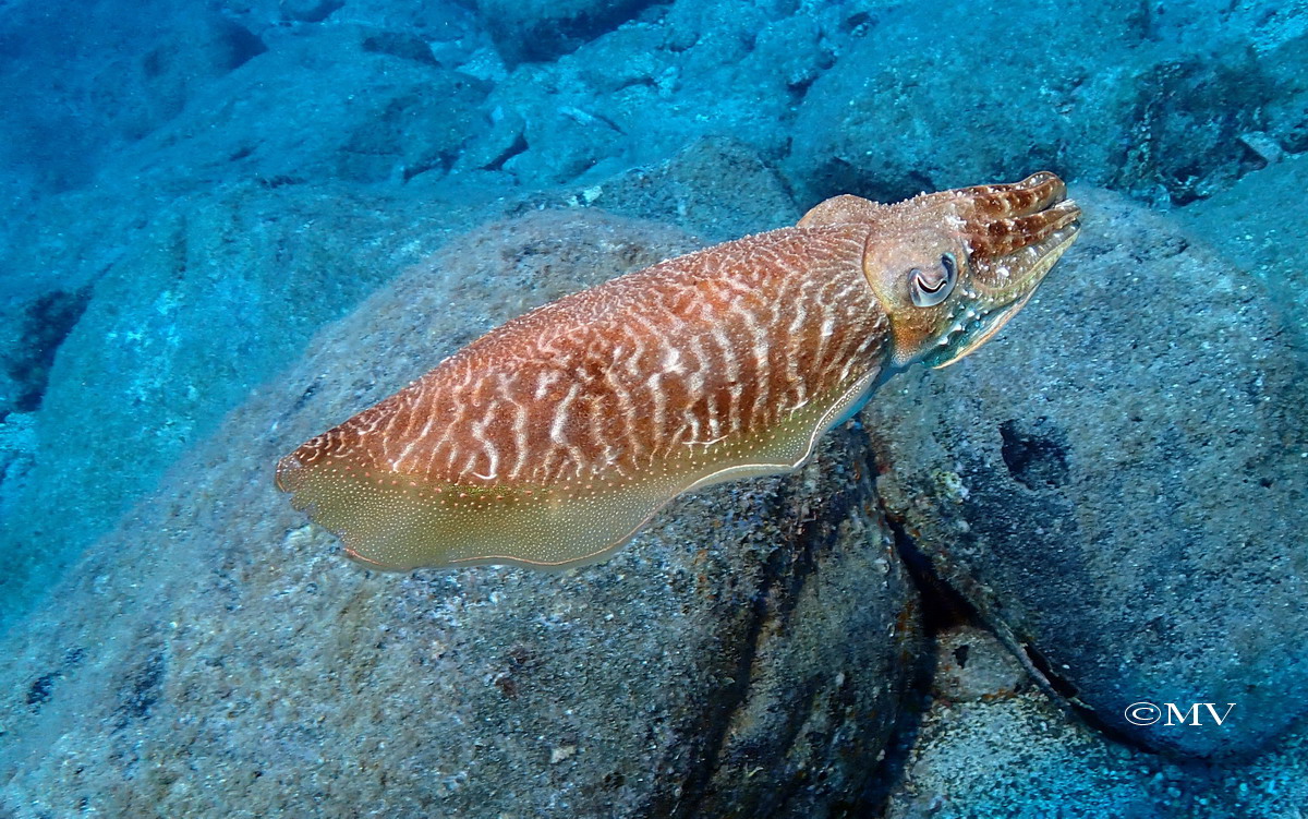 CoralSub — photo 32