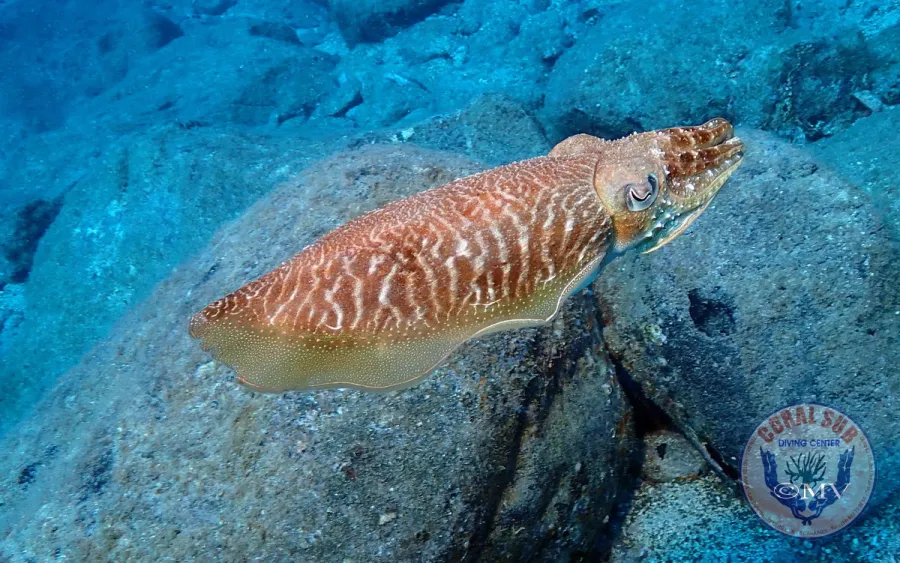 Galerie CoralSub
