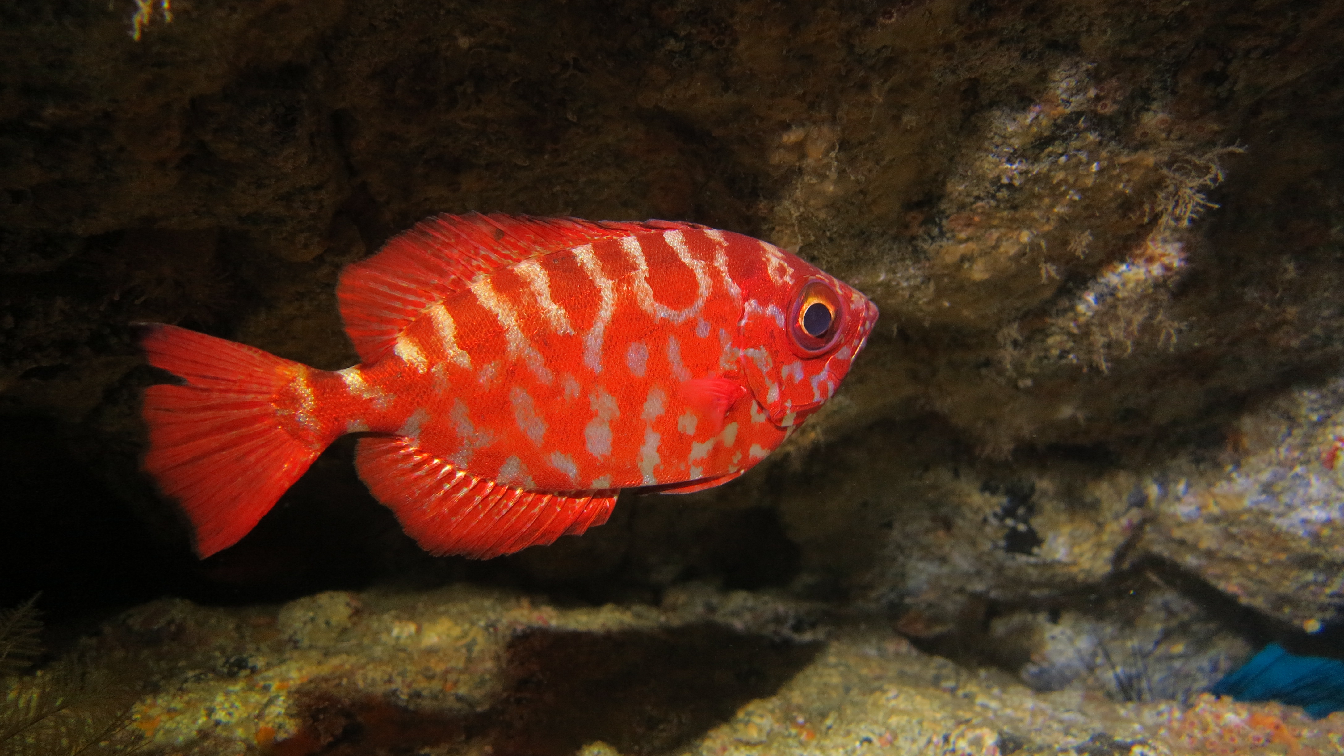 CoralSub — Roca de las catalufas