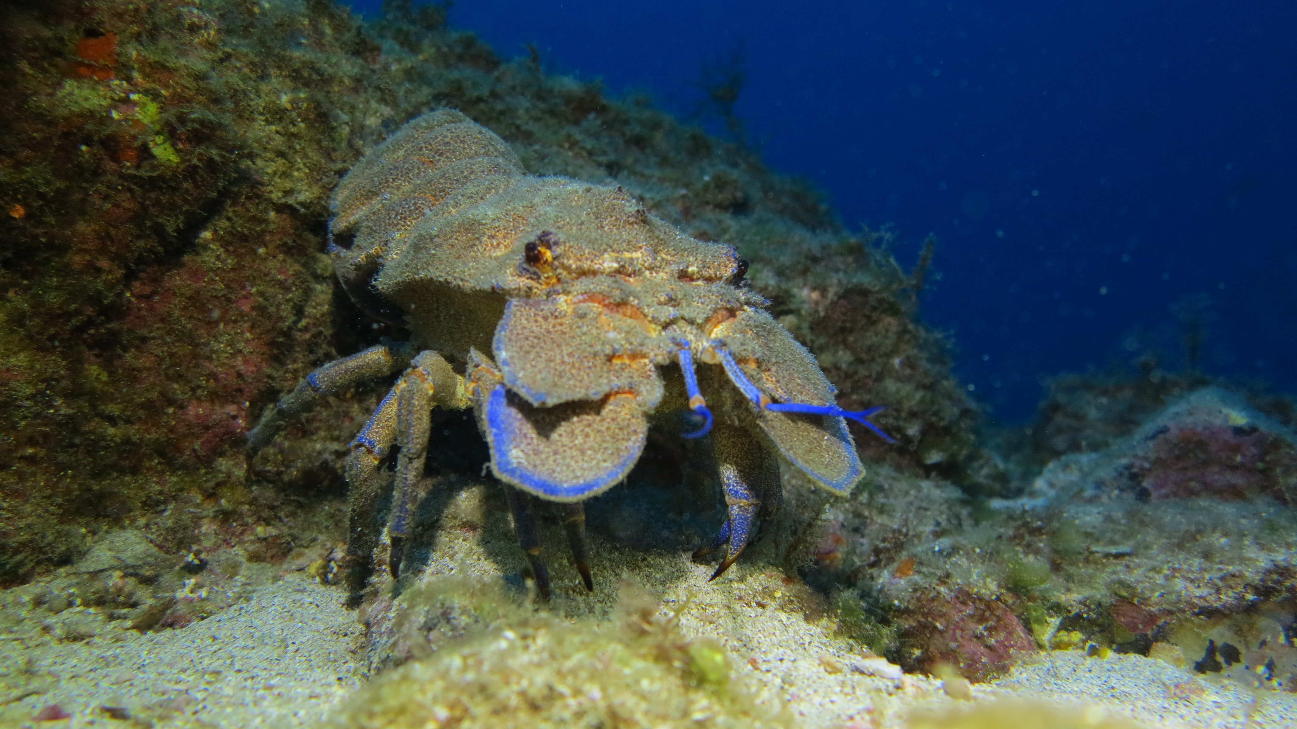 CoralSub — Cueva Fredo
