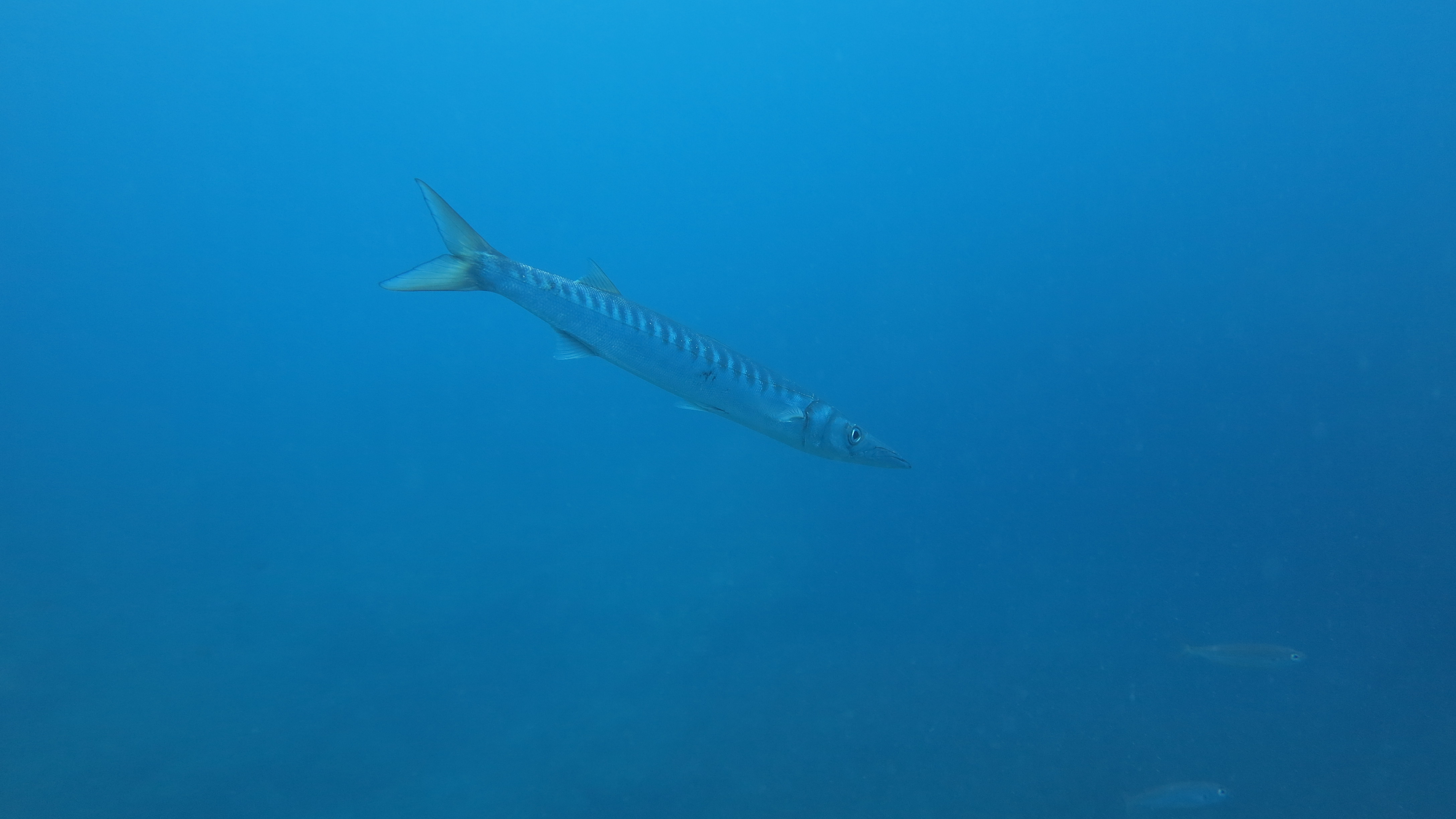CoralSub — Roca Fabian