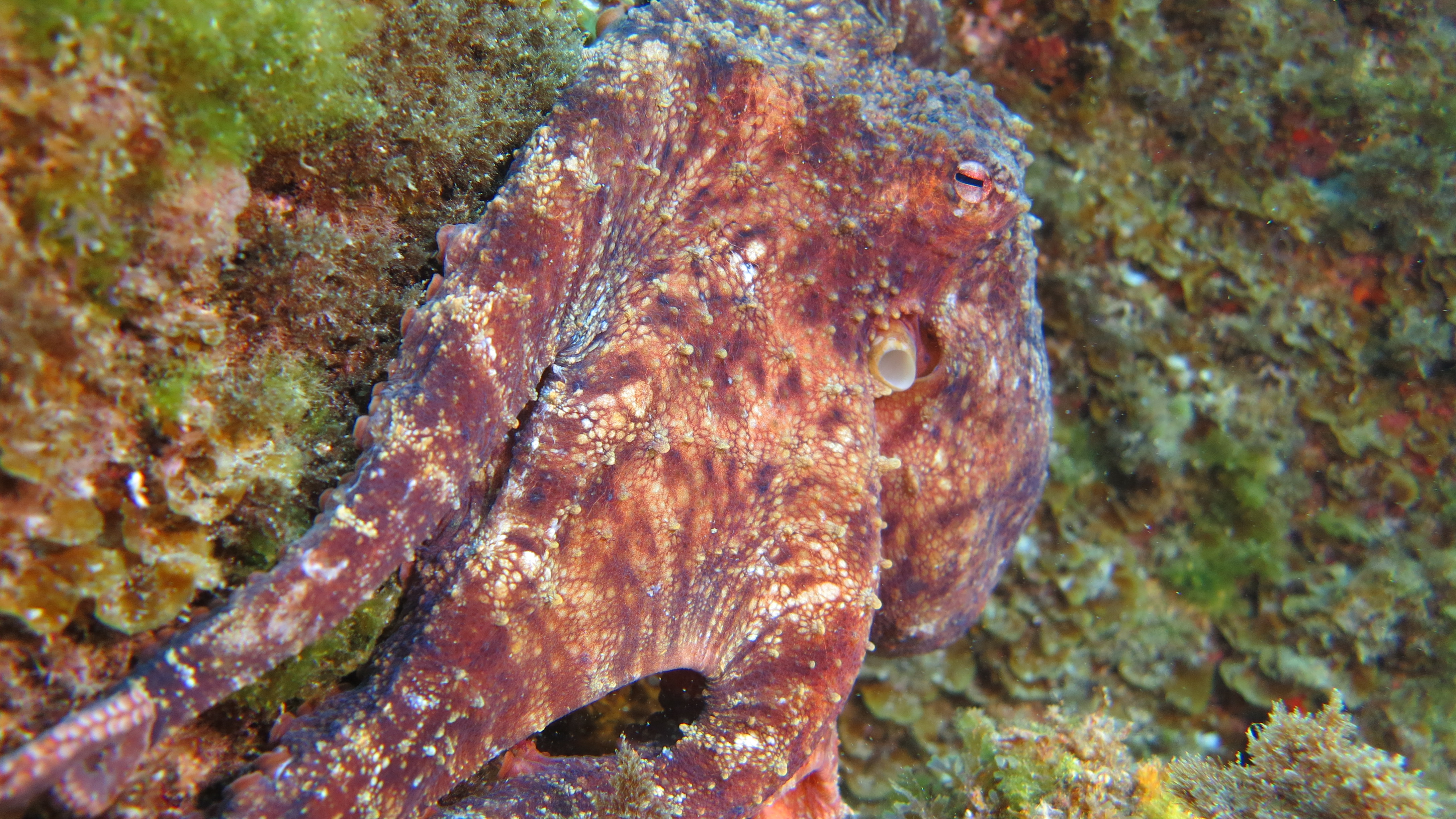 CoralSub — Cruz San Miguel