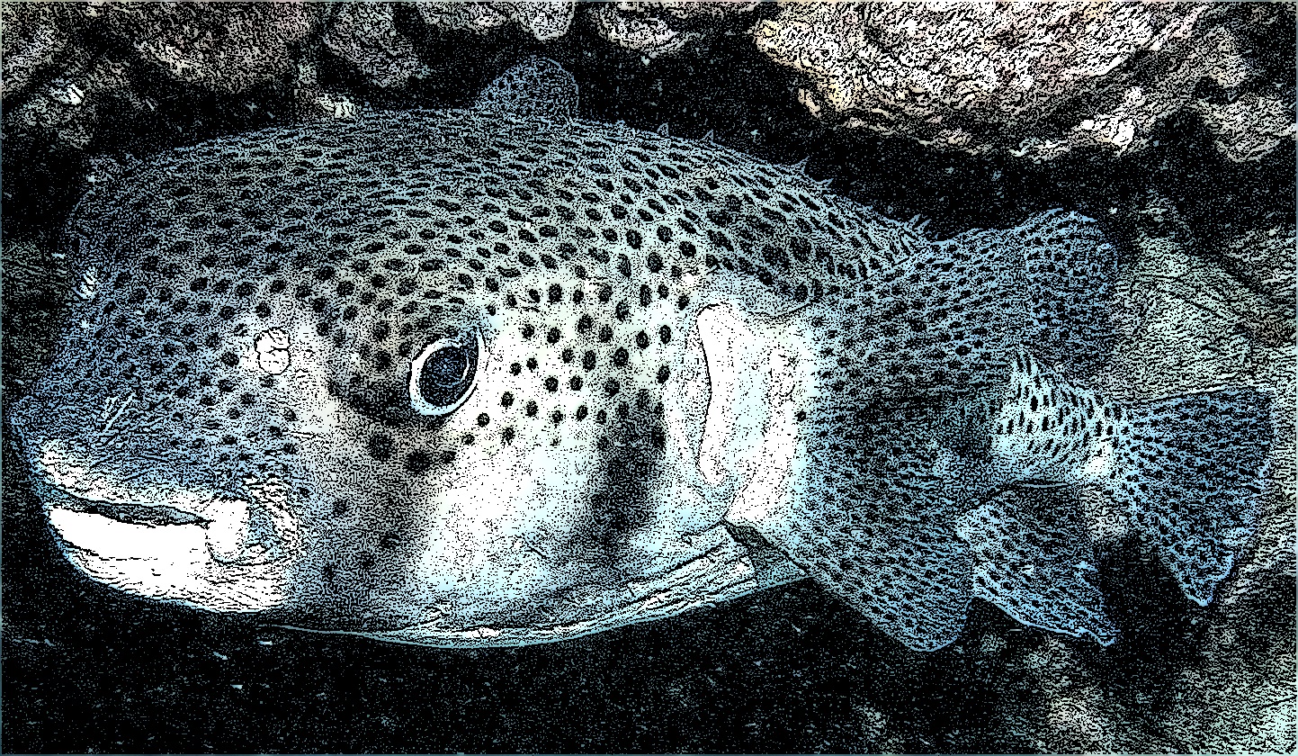 CoralSub — Punta Nueva